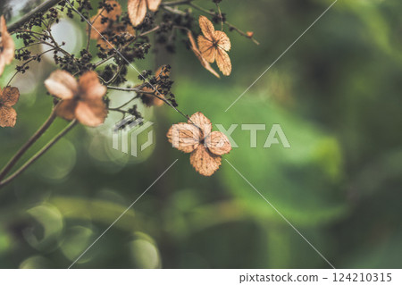 Withered brown ornamental plant on green background Dry garden hydrangea flowers Withered brown ornamental plant on green background Dry garden hydrangea flowers 124210315