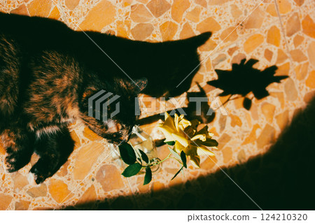 Silhouette of a cat lying on mosaic floor and a single rose top view. Contrast shadows of feline animal, pet indoors and blooming garden single flower 124210320