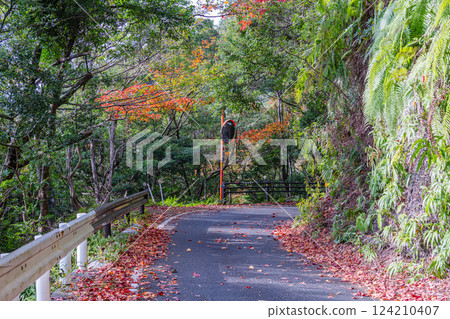 The colorful Yakushima maple trees on Yakushima, a World Natural Heritage site 124210407