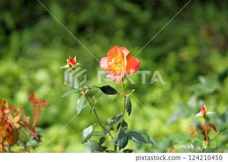 Autumn Rose Princess Michiko 124210450