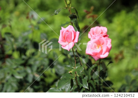 秋日玫瑰公主愛子 秋日玫瑰公主愛子 124210452