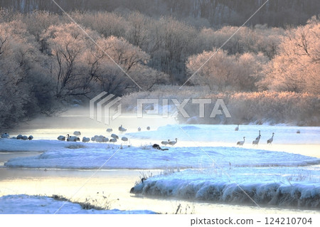 霧凇和丹頂鶴在朝陽下閃閃發光 124210704