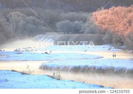 Rime ice and red-crowned cranes sparkling in the morning sun 124210705