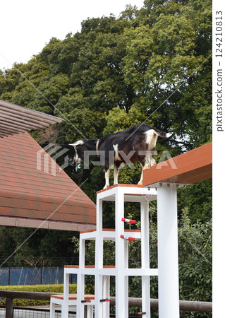 Goats at Ichikawa Zoo 124210813