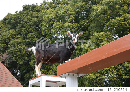 Goats at Ichikawa Zoo Goats at Ichikawa Zoo 124210814