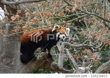 市川動物園的小熊貓 124210815