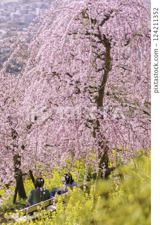 Admire the weeping plum blossoms and rape blossoms Admire the weeping plum blossoms and rape blossoms 124211352