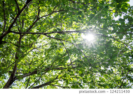 Sun shining through fresh green trees Sun shining through fresh green trees 124211430
