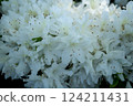 White azalea 124211431