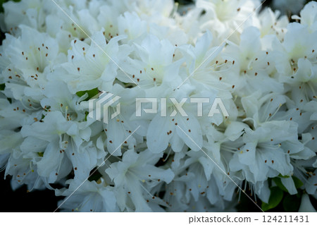 White azalea 124211431
