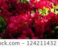 Red azalea flower 124211432