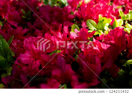 紅杜鵑花 124211432