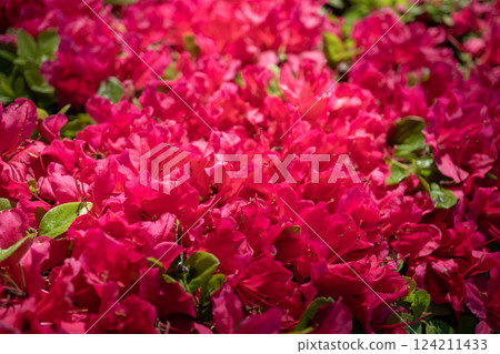 Red azalea flower 124211433