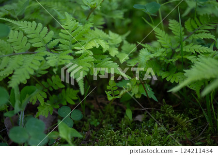 Plant with fresh green leaves Plant with fresh green leaves 124211434