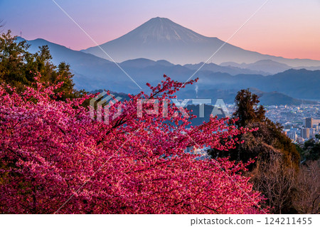 Kawazu cherry blossoms and Mt. Fuji in the morning sun as seen from Maruyama Flower Garden Kawazu cherry blossoms and Mt. Fuji in the morning sun as seen from Maruyama Flower Garden 124211455