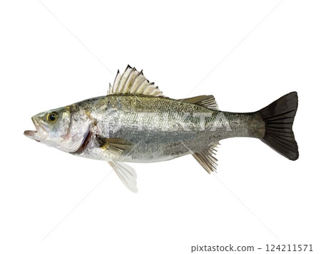 鈴木 (鱒魚) 124211571