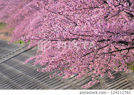 Beautiful Kawazu cherry blossoms in full bloom 124211762