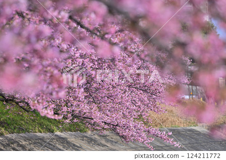 Scenery with Kawazu cherry blossoms in early spring 124211772