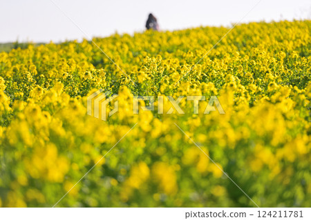 Yellow rape field garden 124211781
