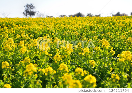 Rapeseed fields spreading all over 124211794