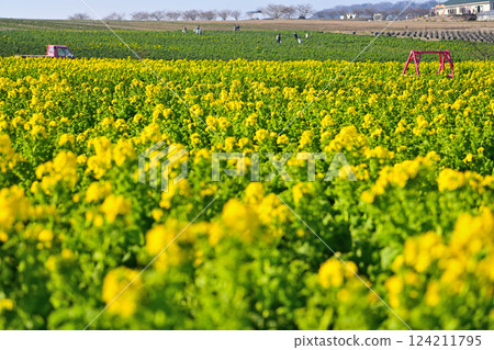 Rapeseed field 124211795