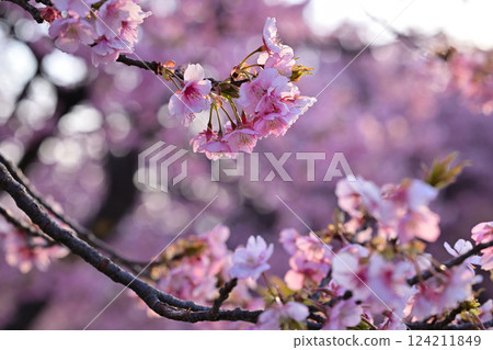 Kawazu cherry blossoms to announce the arrival of spring 124211849
