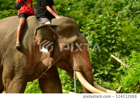 Elephant riding Elephant riding 124212088