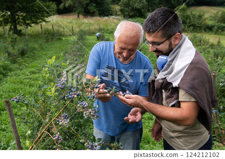 Father and Son Farmers Inspecting the Quality of Their Blueberry Harvest Together. Father and Son Farmers Inspecting the Quality of Their Blueberry Harvest Together. 124212102