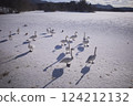 A flock of swans and ducks gather on the frozen lake on a winter morning at Lake Onuma 124212132