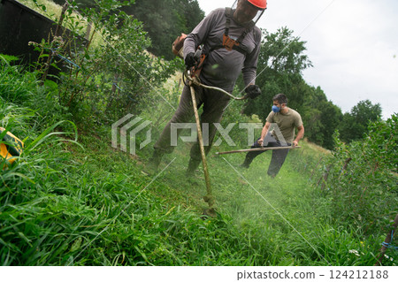 Team of Farmers Mowing Grass Around Raspberry and Blueberry Seedlings to Maintain Their Small Farm. 124212188