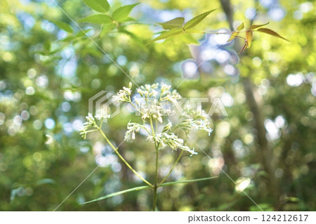 Delicate white flowers sparkle in the sunlight filtering through the trees Delicate white flowers sparkle in the sunlight filtering through the trees 124212617