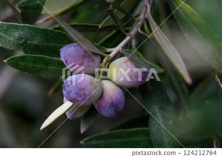 Freshly ripening olives hang gracefully among lush green leaves under warm sunlight 124212764