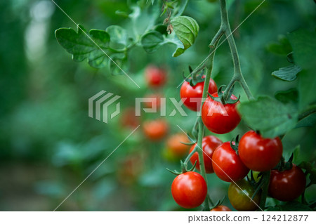 Vibrant and Healthy Ripe Tomatoes Grown in a Greenhouse for Ultimate Freshness. 124212877