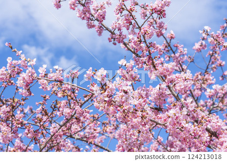 Blue skies and Kawazu cherry blossoms blooming in 21st Century Forest Park, Iwaki City, Fukushima Prefecture Blue skies and Kawazu cherry blossoms blooming in 21st Century Forest Park, Iwaki City, Fukushima Prefecture 124213018