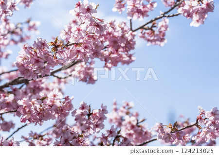 福島縣磐城市 21 世紀森林公園藍天與河津櫻花盛開 124213025