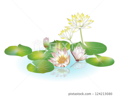 Water lily 124213080