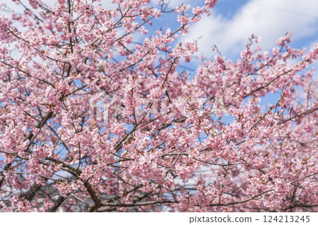 Blue sky and Kawazu cherry blossoms blooming at Nakoso Power Station, Iwaki City, Fukushima Prefecture 124213245