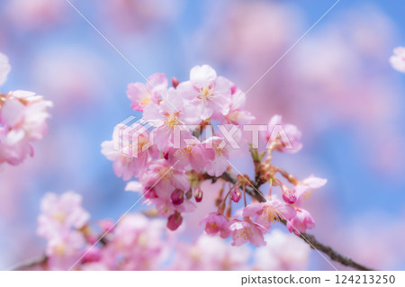 福島縣磐城市那古索發電廠的藍天和河津櫻花盛開 124213250