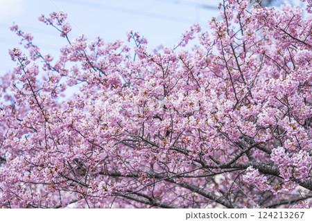 Blue sky and Kawazu cherry blossoms blooming at Nakoso Power Station, Iwaki City, Fukushima Prefecture Blue sky and Kawazu cherry blossoms blooming at Nakoso Power Station, Iwaki City, Fukushima Prefecture 124213267