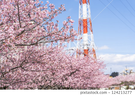 福島縣磐城市那古索發電廠的藍天和河津櫻花盛開 124213277