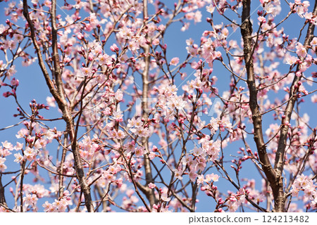 Sakura Keio Sakura 124213482