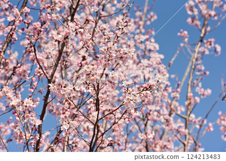 櫻花 京王櫻花 櫻花 京王櫻花 124213483