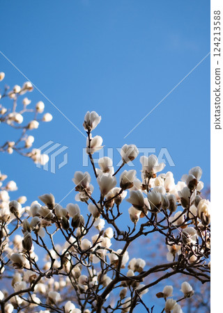 White magnolia shining in the blue sky [Spring] 124213588