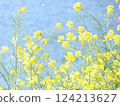 春天河邊盛開的油菜花 124213627