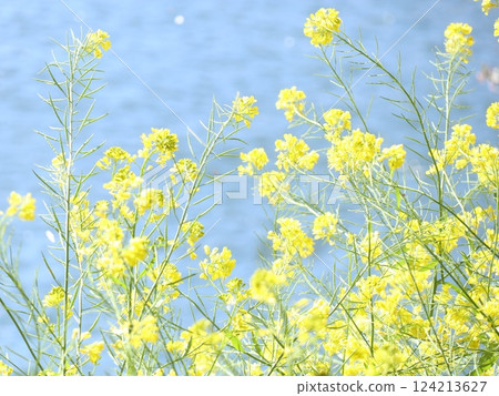 春天河邊盛開的油菜花 124213627