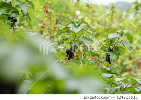 Freshly Picked Blueberries Ready for Harvest: Natures Sweet Delight. 124213636