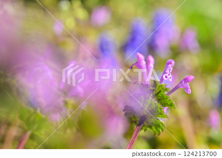 Lamium amplexicaule 124213700