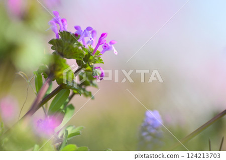 霍托肯諾扎 124213703