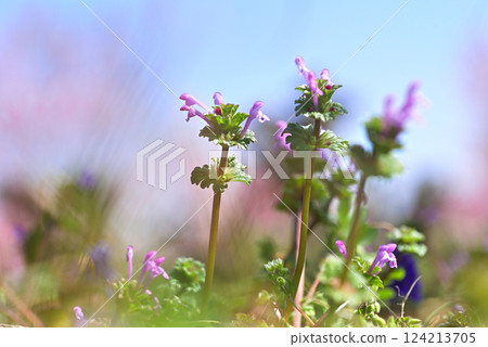 Lamium amplexicaule Lamium amplexicaule 124213705