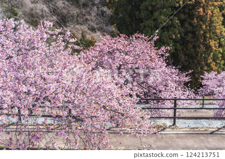 Blue skies and Kawazu cherry blossoms blooming in 21st Century Forest Park, Iwaki City, Fukushima Prefecture Blue skies and Kawazu cherry blossoms blooming in 21st Century Forest Park, Iwaki City, Fukushima Prefecture 124213751